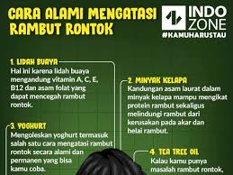 Pasalnya, lidahbuaya mengandung banyak nutrisi yang mampu membuat cara mengatasi rambut rontok dengan cepat berikutnya adalah dengan menggunakan jus jahe. Cara Alami Mengatasi Rambut Rontok Indozone Id