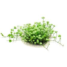 Image result for Hydrocotyle