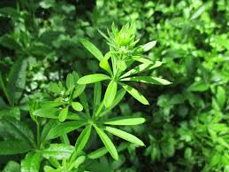 Image result for Pavetta stenosepala