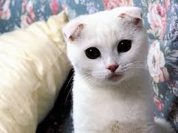 18 delightfully expressive scottish fold cats cat scottish fold scottish fold kittens scottish fold