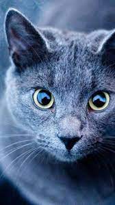 Wir haben die größte sammlung von . Realisthicc Leon Brawl Stars Amino Amino Brawl Leon Mammalswallpaper Realisthicc St Cute Cats Russian Blue Cat Cute Cat