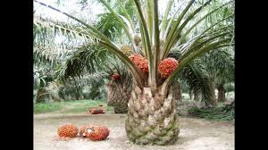 Cara Cepat Meningkatkan Hasil Panen Rendemen Kelapa Sawit Contact 082226195453 Wa 087734230273 Youtube