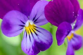 Viola Cornuta Prince Henry