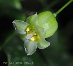 Image result for Behniaceae