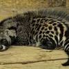 Civet coffee farming in the philippines | agribusiness philippines. Https Encrypted Tbn0 Gstatic Com Images Q Tbn And9gcraxg Agbngqs Hwp4nhvxrvpd Wfsodeln1nwqjikxdecl0wnd Usqp Cau