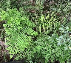 Image result for Osmunda regalis