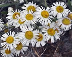 Image result for Eriosema pumilum