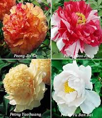 This is best done in the early autumn as the foliage dies down. Tree Peony Care Uk Tips For Planting Caring For Tree Peonies In Uk