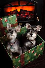 Reminds Me Of Lady And The Tramp Perros Schnauzer Animales Y Mascotas Perros Bonitos