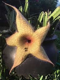 Image result for Stapelia gigantea