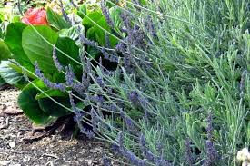 Image result for Lavandula dentata