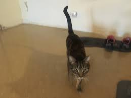 For example, if you're stroking your cat's back and she simply isn't in the mood, or you are doing it for too long, she may end the activity by suddenly standing up. What Is Cat Tail Language 8 Secret Communication Signs With Pictures