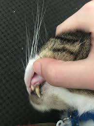 Infected teeth in cats can be a real problem. Is My Cat S Tooth Infected Does It Need To Be Extracted Cats