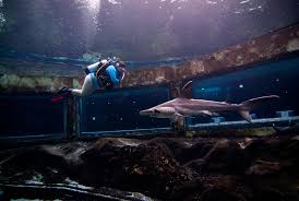 The best aquaponic fish tanks buying guide recommendation. What S New Island By Island Look At Latest In Hawaii