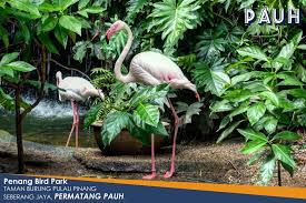 Namun ada mislabel spesimen di belanda, karena diambil di pulau jawa. Norshahrene Shahrene Twitter