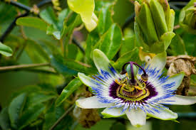 Image result for Passiflora caerulea