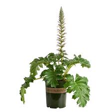 Image result for Acanthus