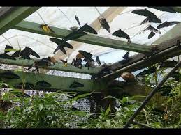 We have been with my friends thinking of seeing only butterflies. Cameron Highlands Butterfly Garden Cameron Highlands Destimap Destinations On Map