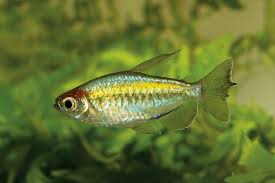 Image result for Tetrapogon tenellus