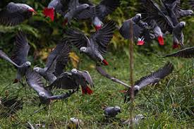 There's a reason why the african grey is often considered the poster bird for parrot intelligence — not only is this bird inclined to amass a large vocabulary, african greys also demonstrate an aptitude for recognizing the meaning of words and phrases. Total Ban In Trade In Wild African Grey Parrots Wwf