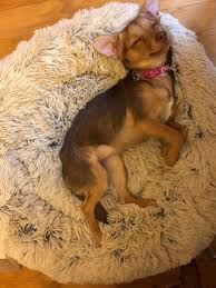 Shop for all of your pet needs at chewy's online pet store. 17 Dog Products Our Readers Say Are The Best