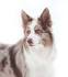Border Collie - Wikipedia