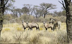 We collected all the top farming game activities in one game to make you enjoy a real prime of your family farm ★ start a treasure hunt! Economic Ecological Benefits Of Hunting In Namibia