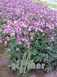 6 more photos view gallery. Astrantia Major Abbey Road Sterndolde