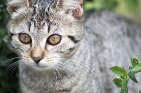 Discover what is considered low blood pressure. Side Effects Of Prednisolone For Cats Canna Pet