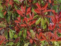 By jenny green named for the brilliant red, new foliage it produces in spring, red tip photinia (photinia × fraseri) is a popular hedging shrub, but in humid conditions it develops leaf spot. How To Grow Photinia Shrubs