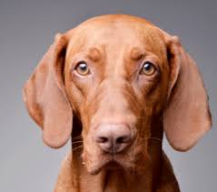 Maybe you would like to learn more about one of these? Vizsla Mix Puppies California