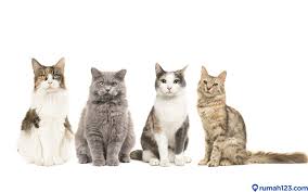 Meskipun bagi para pecinta kucing sudah mengetahui perbedaan kucing anggora dan persia, tetapi bagi orang awam membedakan kedua kucing tersebut tidaklah mudah. Kenali Jenis Kucing Anggora Dan Tips Sebelum Mengadopsinya Yuk Rumah123 Com