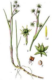 images?q=tbn:ANd9GcQyTSvhRX_mc7A4l8co6JB-U2nYzxk1F_Bl4qf_Gow3ALHtS4Ln