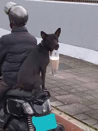 photo of the day taiwan encapsulated in one photo taiwan news animals dog safety dog sitting