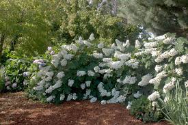 Oakleaf Hydrangea Shrub - 12" Tall Live Plant - 4" Pot - Hydrangea que