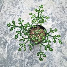 Image result for Adenia dolichosiphon