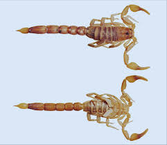 It will hurt, and the tissue around the sting will swell up. Vaejovis Crumpi Sp Nov Male Holotype Dorsal Top And Ventral Download Scientific Diagram