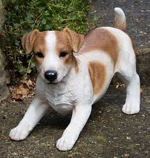 Free shipping on orders over $25 shipped by amazon. Jack Russell Paula B Garden Ornaments Northamptonshire Home Decor