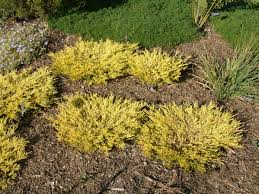 Whether you want inspiration for planning coleonema sunset gold or are building designer coleonema sunset gold from scratch, houzz has 188 pictures from the best designers, decorators, and architects in the country, including arrow contracting service, inc. Coleonema Pulchellum Sunset Gold Golden Breath Of Heaven Plantmaster