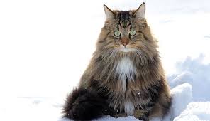 What is a norwegian forest? Norwegian Forest Cat Cat Breeds Purina Australia