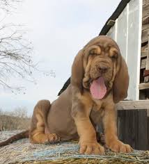 Black And Tan Coonhound Vs Bloodhound Pin By Richard Brusatori On Boerner S Bloodhounds Bloodhound Puppies Bloodhound Dogs Hound Puppies