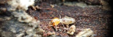 So how do you detect infestations to start getting rid of termites? 7 Alarming Signs That You May Have Drywood Termites Solutions Pest Lawn