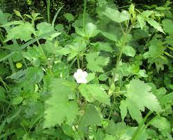 Image result for Hibiscus lobatus