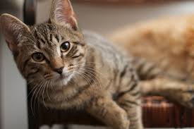 Chicago, il 60625 (ravenswood gardens area). Brooklyn Cat Sitting