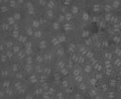 Image result for Zanha golungensis