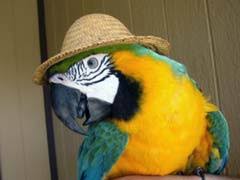 About 25 percent of bird parents keep some type of parakeet, making this colorful breed the most popular pet bird among parents, according whatever parakeet you get, you want their cage to be wide enough to let your pet move around and get exercise. Top 10 Most Popular Pet Parrots Species