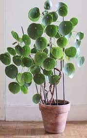 Pilea Perperomioides Chinese Money Plant Planten Kamerplanten Bloemplanten