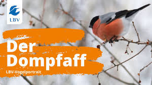Ebay kleinanzeigen deko dompfaff vogel auf apfel lebensecht gestaltet. Der Dompfaff Pyrrhula Pyrrhula Steckbrief Mit Gesang Vogelarten Kennen Lernen Mit Den Experten Youtube
