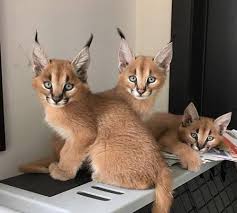 While on your african safari you may hear your guide using both of these terms for this wild cat as an alternative name for the caracal is persian lynx or desert lynx. African Caracal Lynx Kittens For Sale Home Facebook