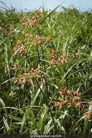 Image result for Volusia amboinensis